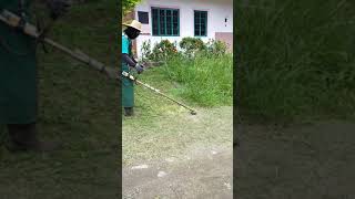 CUTTING THE TALL GRASSOVERGROWN GRASSGRASS CUTTING USING BRUSH CUTTERGRASS CUTTER [upl. by Niraj797]