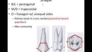 8 Maxillary Premolars  NBDE Part 1 Boards Study [upl. by Gareri]