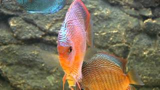 Snake Skin Discus Fishmp4 [upl. by Gaut]