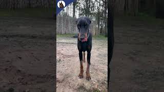 Valentina update November 2023 doberman dobermann dog [upl. by Erdnaet81]