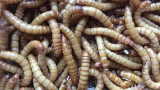 How to breed Mealworms [upl. by Enenstein]