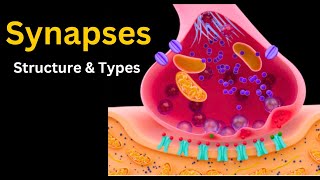 Synapses explored from Chemical to Electrical synapses Structure Types and More [upl. by Byron]