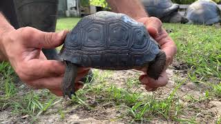 N22 5 in Perfect Aldabra Tortoise Hatchling [upl. by Ferri]