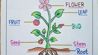 how to draw a plant easy plant drawingpart of plant Labelled Diagram logic Rks drawing video [upl. by Lamraj]