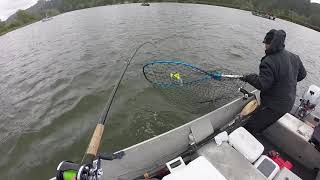 2017 Chinook Salmon Season on the Siuslaw River [upl. by Joline]