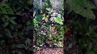 Terrarium🌿like comment subscribe share plants nature edit love terrarium best water [upl. by Ogires]