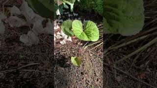 Struggling Ligularia needs more shade landscaper gardening perennials planting redseal [upl. by Swec785]