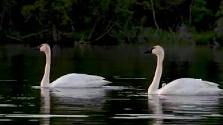 Trumpeter Swan Song [upl. by Faina]