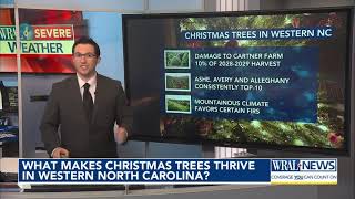 Why do Christmas trees thrive in western NC [upl. by Kenweigh213]