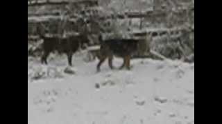 Airedale terrier spielen w Chesapeake Schnee im November 2012 [upl. by Nylsirk]