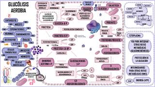 GLUCÓLISIS AEROBIA RECAPITULANDO [upl. by Nuahs967]