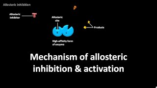 Mechanism of allosteric inhibition and activation [upl. by Emersen]