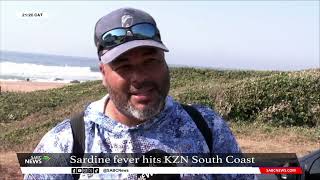 Sardine fever hits KZN South Coast [upl. by Haidabez742]