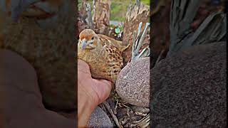 Beautiful Partridge babies naturelovers babies birdslover [upl. by Koressa]