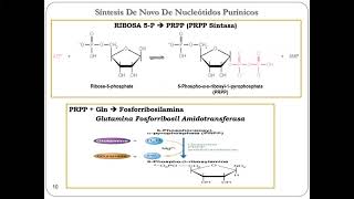 Metabolismo Nucleótidos y Grupo Hemo [upl. by Anemix]