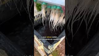 ¿Como funciona un sistema de Raiz Flotante cultivarencasa huertoencasa plantas [upl. by Clancy377]