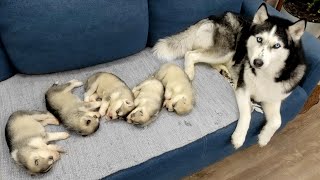 The Cutest Husky Puppies My Dogs are Fleeing From Puppies [upl. by Gilliam]