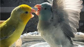 Parrotlet Talking amp Singing  Parrotlets Whistling [upl. by Tybie]