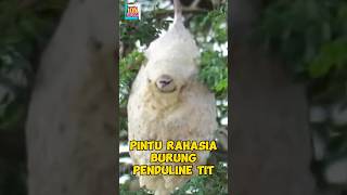 Pintu Rahasia Burung Peduline Tit viral burung [upl. by Cartwright]