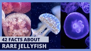 Exploring the Mysterious World of Rhizostomae Jellyfish [upl. by Vary3]