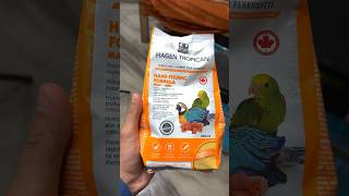 Bhagwan ji ne Hagen Tropican 😍 hand feeding formula de diya shorts dailyminivlog petsvlog [upl. by Anaj293]