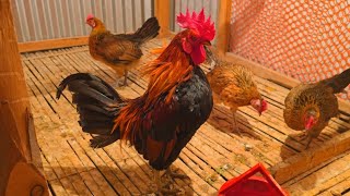 aggressive rooster  rooster crowing at night  white rooster crowing  chicken farm [upl. by Llerral]