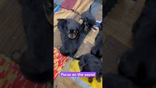 Rottweiler Puppies Abhi Se Aggressive Ho Gaye Hai Growling Kar Rahe Hain shorts dogs rottweiler [upl. by Okoyk73]