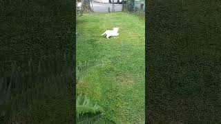 9 week old puppy fetches ball like a pro puppy cute dogschool [upl. by Bailie]