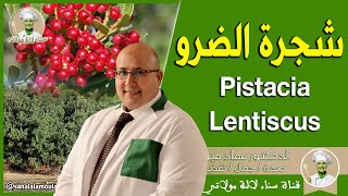 ما هي شجرة الضرو 🌳 Pistacia Lentiscus ؟ الدكتور عماد ميزاب Docteur Imad Mizab [upl. by Yendis427]