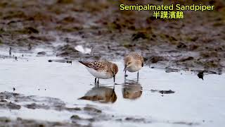 Semipalmated Sandpiper 半蹼濱鷸 [upl. by Muire]