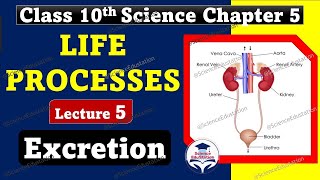 Life Processes Class 10 Science Biology  Excretion  Excretory System  Excretion in Plants [upl. by Amr]