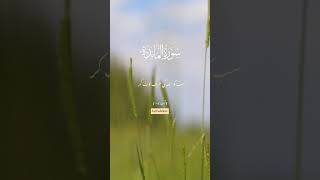 Surah AlMaidah ayat 15 translation shorts quran translation reels youtubesubscribe [upl. by Jorie]