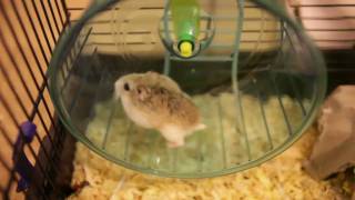 Dwarf Hamster Fail [upl. by Ulah]