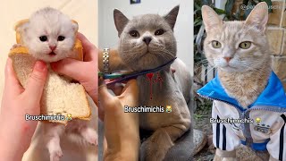 Gatos Que Te Harán Reír Hasta Las Lágrimas 😹  BRUSCHIMICHIS 😹 [upl. by Eimat]