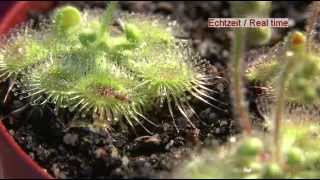 Carnivorous Plant Drosera Glanduligera Use Tentacles To Capture Insect [upl. by Zoha]