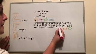 Genome Editing Techniques ZFNs TALENs and CRISPR [upl. by Einalem]