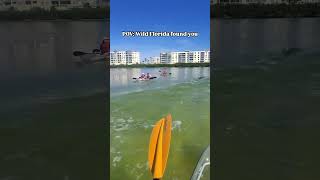 What would you do if this happened to you dolphin wildlife clearkayak [upl. by Alak187]