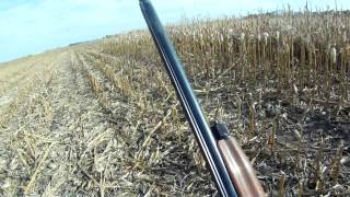 South Dakota Pheasant Hunting\Garden Hills [upl. by Yvaht950]