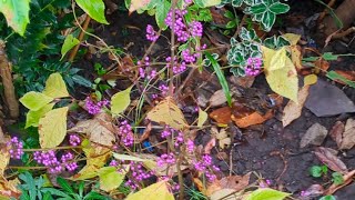 back garden November 1st greater Manchester England beauty berry amp erigeron Stallones [upl. by Ahsas]