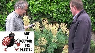 chaine tv de Jardinage euphorbe characias Comment faire la Taille et entretien Plante vivace [upl. by Lou]