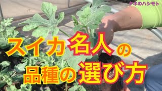 【スイカの極意】品種により栽培方法が違います♪ タネのハシモト [upl. by Llewsor742]