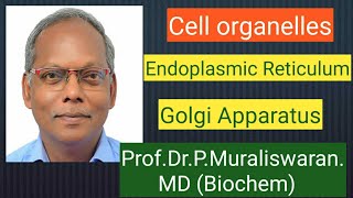 ER amp GA Muralis Simplified Biochemistry [upl. by Esiuol696]