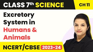 Class 7 Science Chapter 11  Excretory System in Humans amp AnimalsTransportation in Animals amp Plants [upl. by Atiuqrahs741]