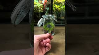 Making A Terrarium For Tiny Orange Bugs🐞 🐛 [upl. by Ym]