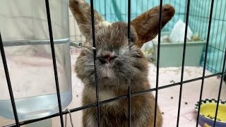 Utah Humane  Hop to Help Urgent Rabbit Needs [upl. by Aynor538]