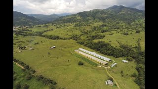 Finca La Platina Tulua La Marina [upl. by Aicargatla434]