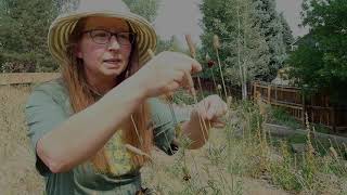 Collecting Seeds from Prairie Coneflower Ratibida columnifera [upl. by Yemorej]