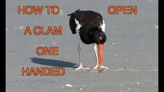 The American Oystercatcher NARRATED [upl. by Nodnar]