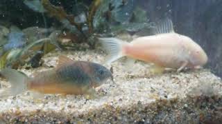 New quotBronze Aeneusquot Corydoras [upl. by Argus402]