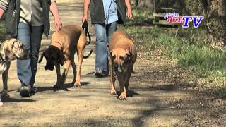 Fila Brasileiro Informationen zur Rasse [upl. by Munn]